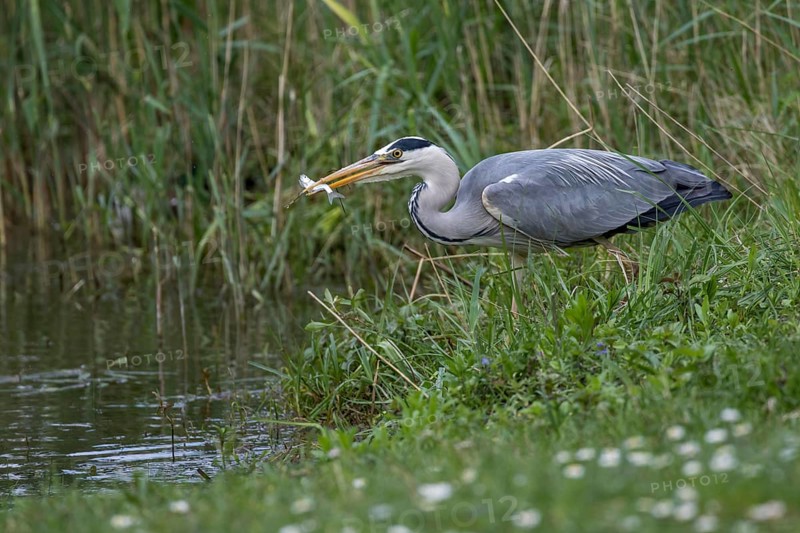 Grey Heron (Ardea cinerea) eating Common bleak (Alburnus alburnus), Mecklenburg-Western Pomerania, Germany
