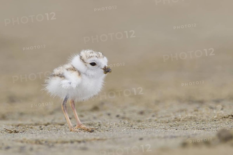 Piping Plover (Charadrius melodus) chick, Massachusetts, USA