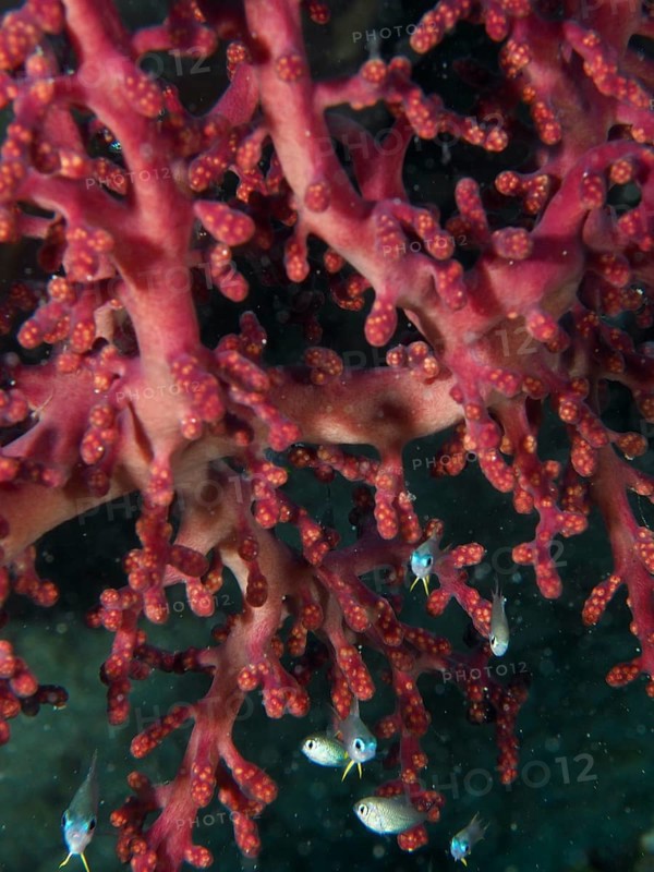 Close-up of a red coral, Godeffroy's soft coral (Siphonogorgia godeffroyi), with small fish, dive site Gondol Reef, Gondol, Bali, Indonesia
