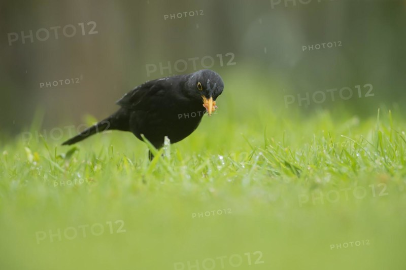 European blackbird (Turdus merula) adult male bird with food in its beak on a garden lawn, England, United Kingdom