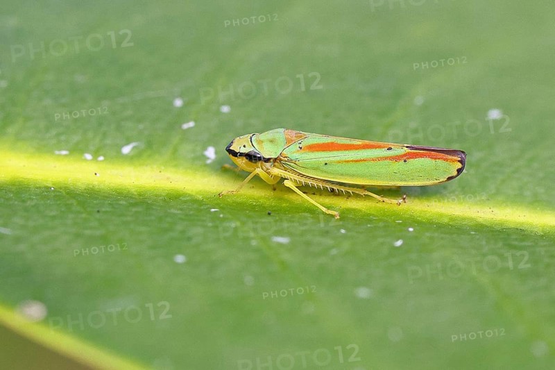 Rhododendron cicada (Graphocephala fennahi) sitting on a leaf of a rhododendron (Rhododendron), close-up, Wilnsdorf, North Rhine-Westphalia, Germany