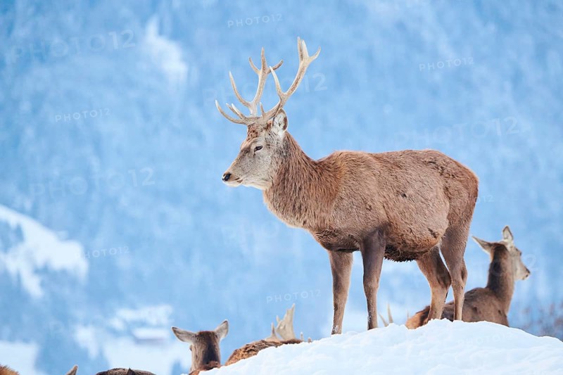 Red deer (Cervus elaphus) stag on a snowy meadow in the mountains in tirol, Kitzbühel, Wildpark Aurach, Austria