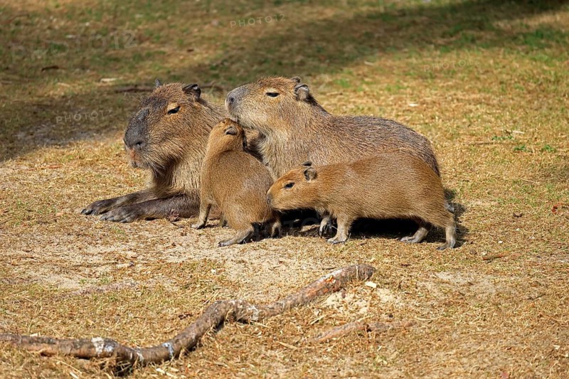 Capybara (Hydrochoerus hydrochaeris), capybara, adult, female, mother, young, on land, group, social behaviour, siblings, South America