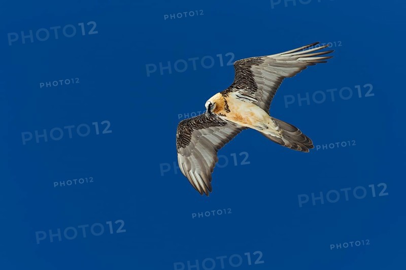Bartgeier, Lammergeier, Gypaetus barbatus, Gypaetus barbatus meridionalis, Gypaète barbu, Quebrantahuesos