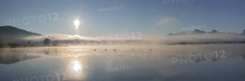Swans (cygnus olor) at sunrise on Lake Hopfensee near Füssen, with the Tegelberg massif and the Säuling behind them, Ostallgäu, Allgäu, Upper Swabia, Swabia, Bavaria, Germany
