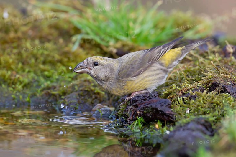 Common crossbill (Loxia curvirostra) adult female bird drinking at a woodland water pool, England, United Kingdom