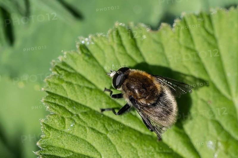Bumblebee hoverfly (Volucella bombylans), Emsland, Lower Saxony, Germany