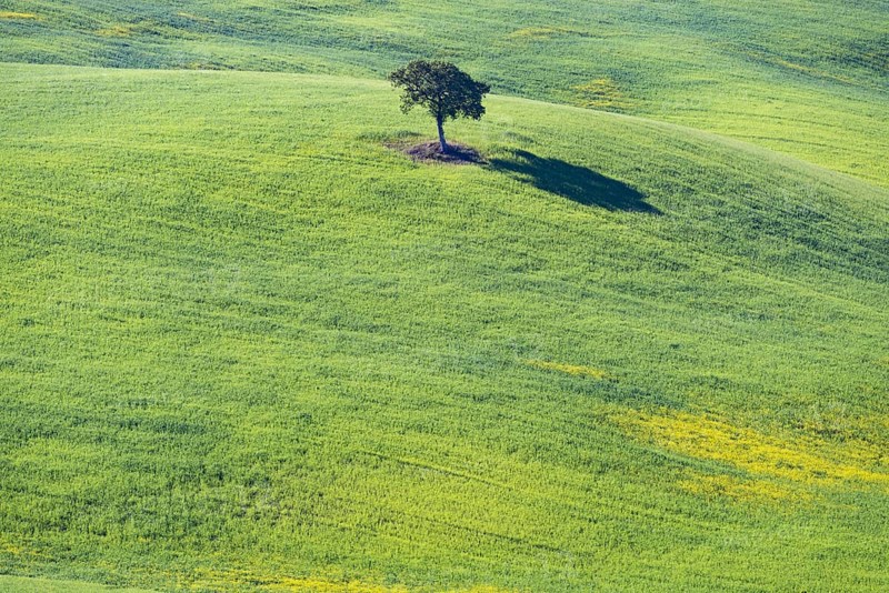 Mulberry tree (Morus) in a field with flowering yellow broom (Genista tinctoria), Tuscany, Italy