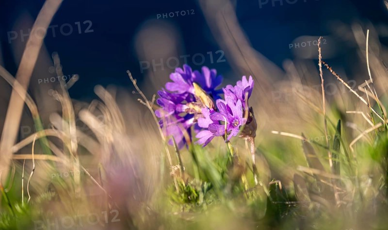 Clusius Primula (Primula clusiana), Hohen Tauern, Austria