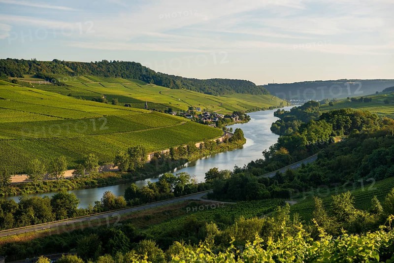 River and vineyards, border to Lichtenstein, Wincheringen, near Trier, Rhineland-Palatinate, Germany