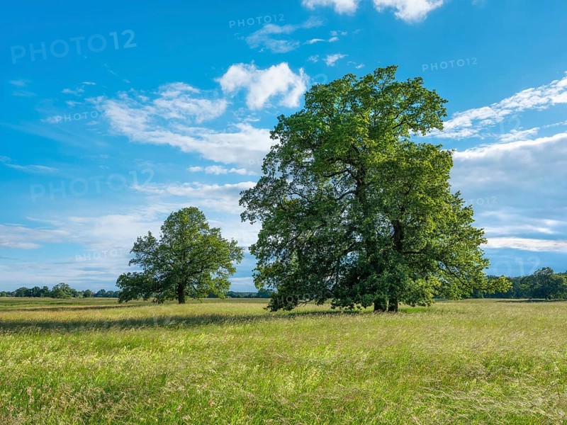 Meadow with solitary oaks in the Elbe floodplains near Dessau, Dessau-Wörlitz Garden Kingdom, Dessau-Roßlau, Saxony-Anhalt, Germany