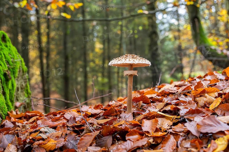 Parasol mushroom (Macrolepiota procera) mushroom in a forest in autumn, Bavaria, Germany