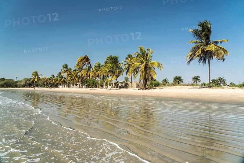 Palm trees on the beach of Sanyang, Gambia, West Africa