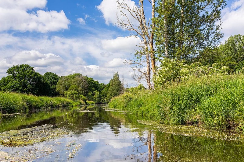 Große Röder near Großenhain with water plant River water crowfoot (Ranunculus fluitans) in bloom, Saxony, Germany