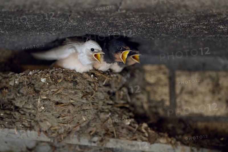 Barn Swallow (Hirundo rustica) chicks in nest begging for food, North Rhine-Westphalia, Germany