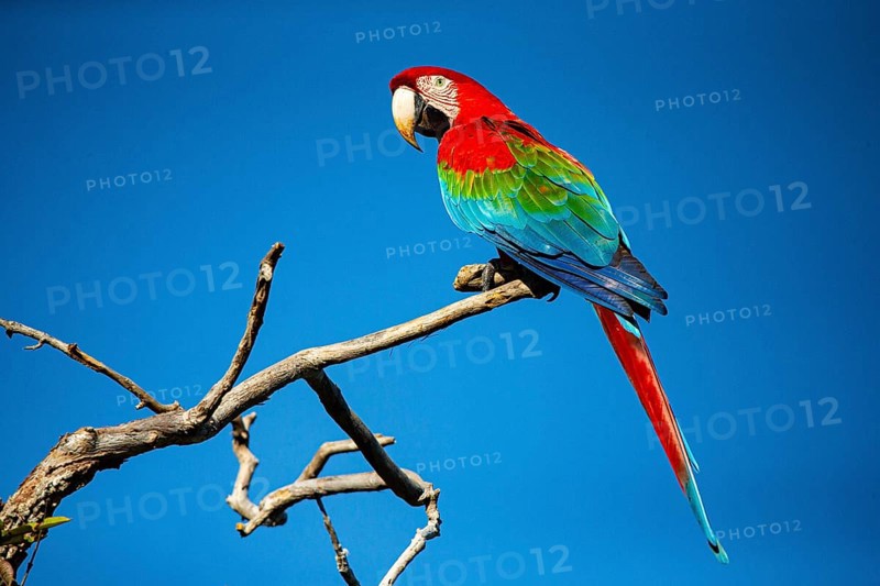 Red-and-green macaw (Ara chloropterus) Buraco das Araras Brazil