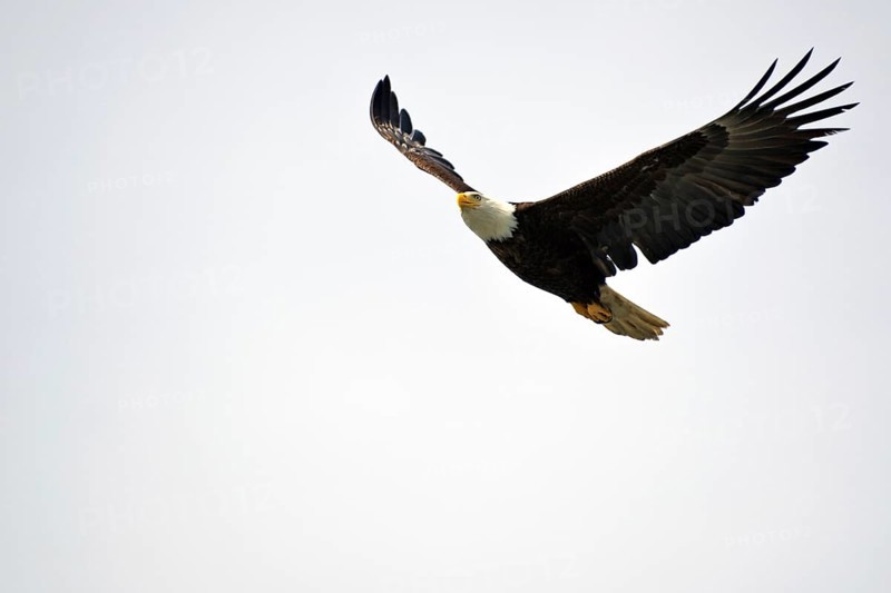 A bald eagle majestically spreads its wings in flight, National Park, Khutzeymateen Grizzly Bear Sanctuary, Prince Rupert, British Columbia, Canada, North America