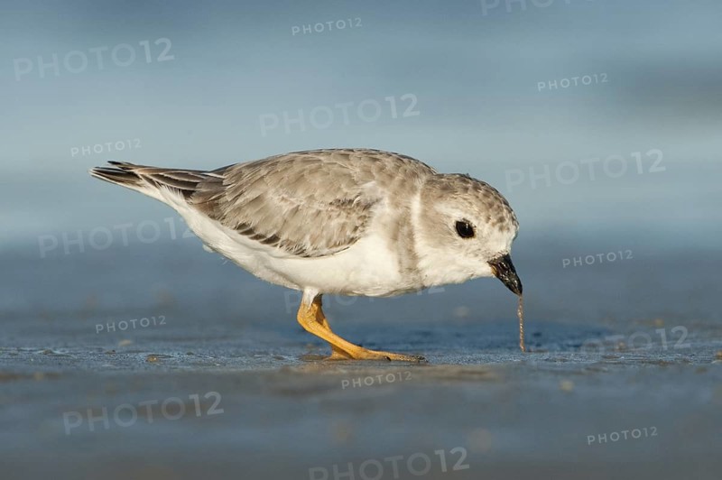 Piping Plover (Charadrius melodus), Texas, USA
