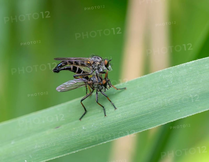 Neoitamus cyanurus, pair of robber flies mating, Mönchbruch, Groß-Gerau, Hesse, Germany