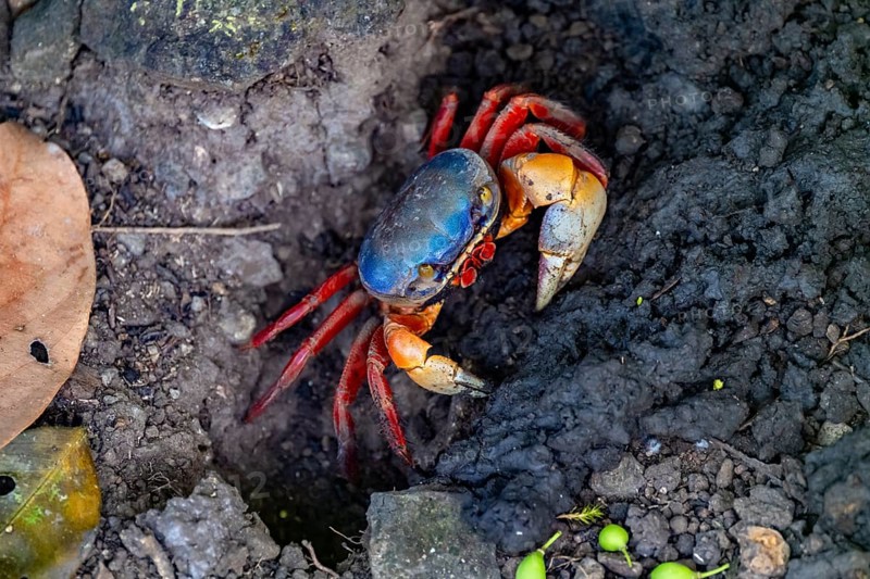 Harlequin crab (Cardisoma armatum), Manuel Antonio National Park, Puntarenas district, Costa Rica