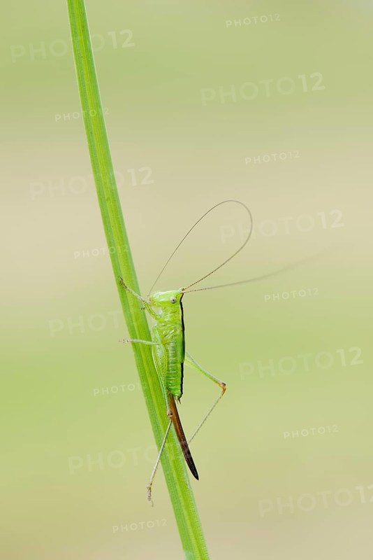 Long-winged conehead (Conocephalus fuscus), female nymph, North Rhine-Westphalia, Germany