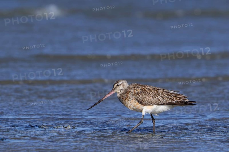 Bar-tailed godwit (Limosa lapponica) foraging in shallow water on beach along the North Sea coast in spring