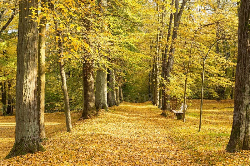 Alley in autumn, park of Hermsdorf Castle, Ottendorf-Ockrilla, Saxony, Germany