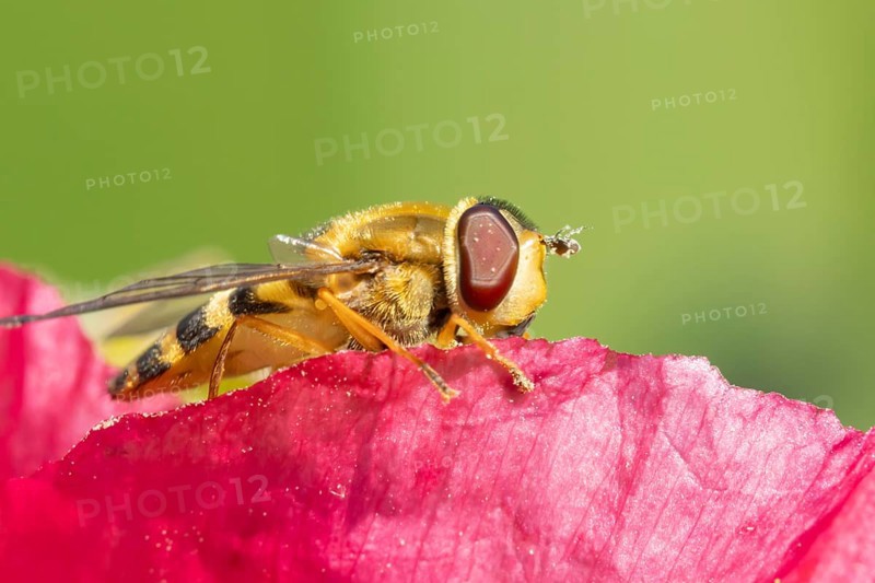 Common hoverfly (Eupeodes corollae) adult insect resting on a garden poppy flower, Suffolk, England, United Kingdom