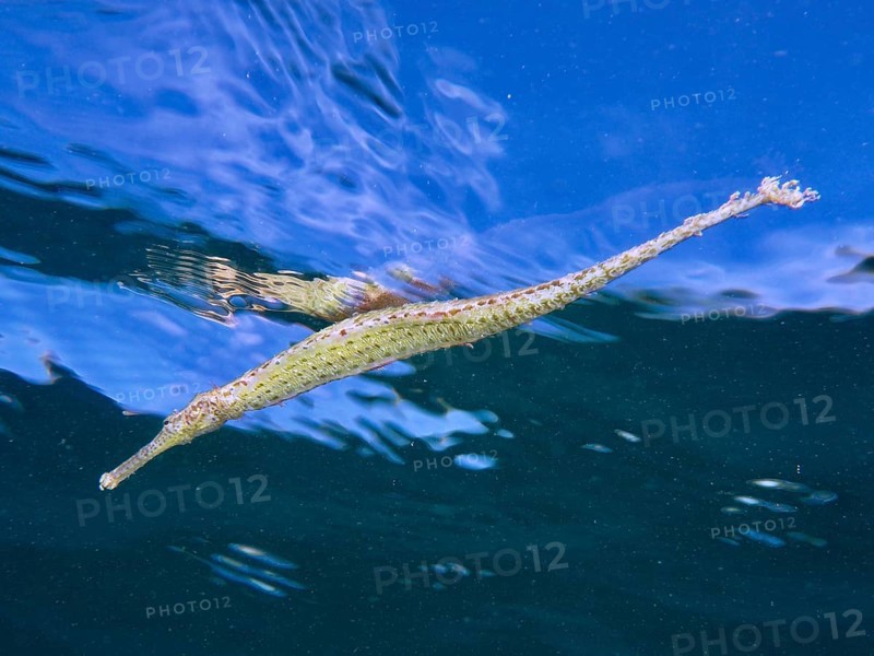 Triangular pipefish (Alligator pipefish) swimming just below the calm water surface, dive site Secret Bay, Gilimanuk, Bali, Indonesia