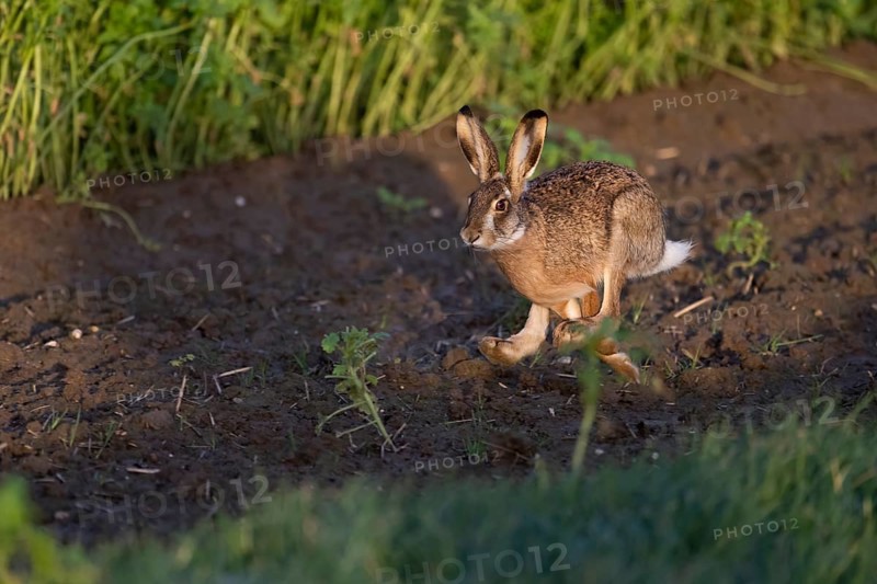 European hare (Lepus europaeus), Neuss, Germany
