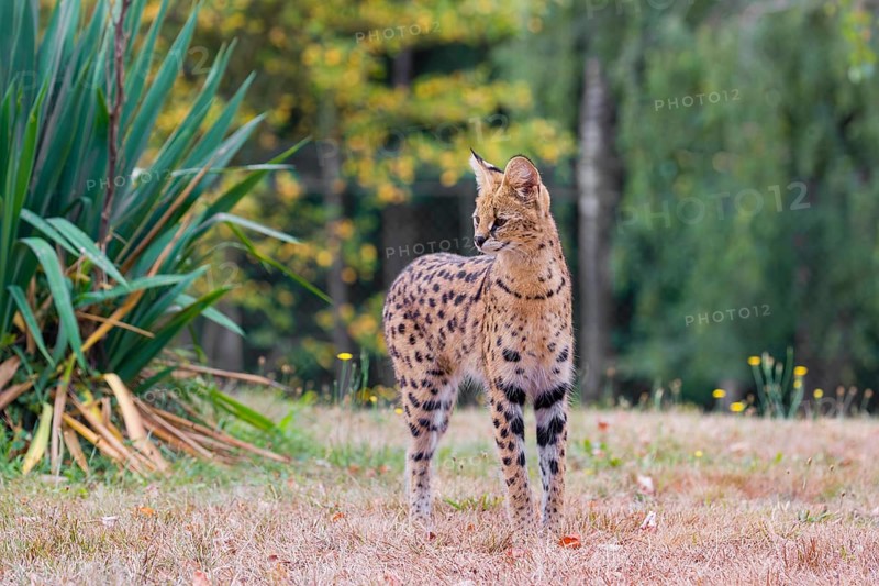 A serval, Leptailurus serval, stands in front of a bush of tall green grass