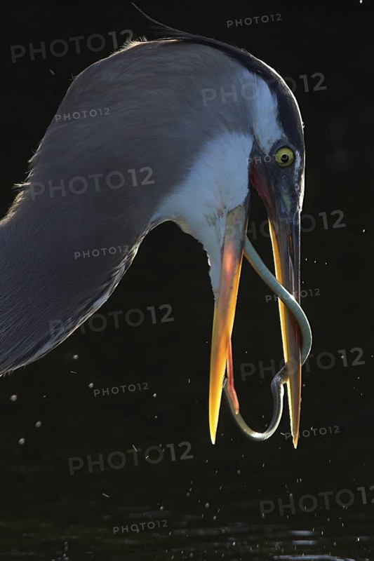 Great Blue Heron (Ardea herodias), Florida, USA