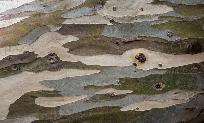 Bark, eucalyptus tree (Eucalyptus), also blue gum tree, Inverewe Gardens, Poolewe, Loch Ewe, Highlands, Highlands, Scotland, Great Britain
