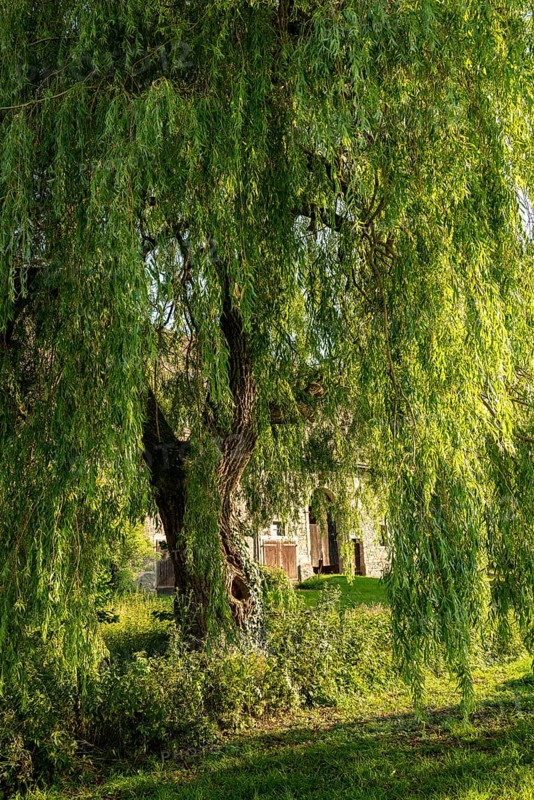 A lush weeping willow (Salix babylonica) with drooping branches in front of a building on the grounds of Marienmünster Abbey, North Rhine-Westphalia, Germany
