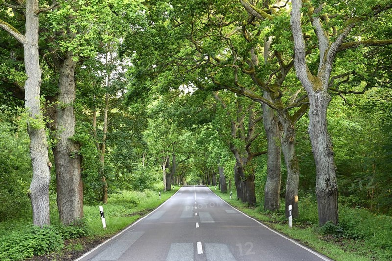 Oak avenue, oaks (Quercus robur) on the island of Rügen, Mecklenburg-Western Pomerania, Germany