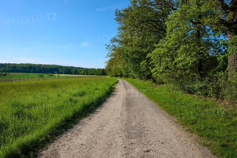A path leads through a green landscape with trees under a clear blue sky, summer, Gerolzahn, Walldürn, Neckar-Odenwald-Kreis, Baden-Württemberg, Germany