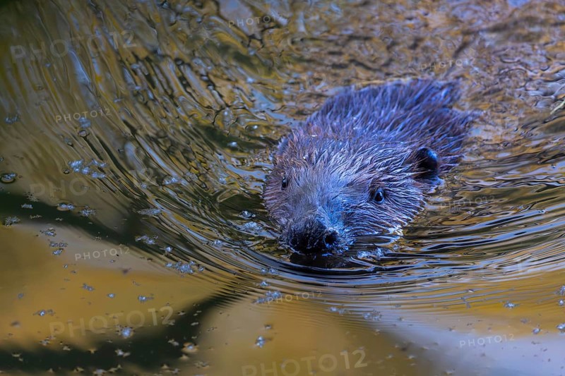 Beaver (Castor fibre), portrait, Schussen, Eriskirch, Lake Constance, Baden-Württemberg, Germany