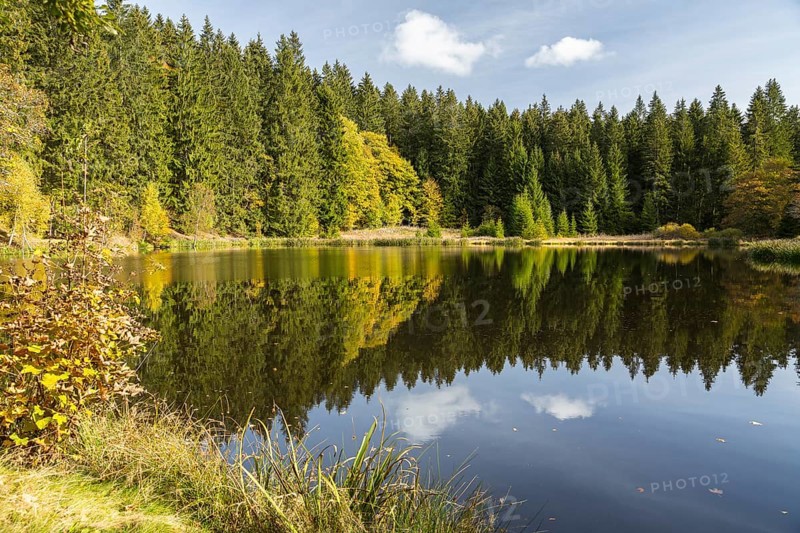 Pond with reflection of the forest in the water, autumn, raft pond near Muldenhammer, Vogtland, Saxony, Germany