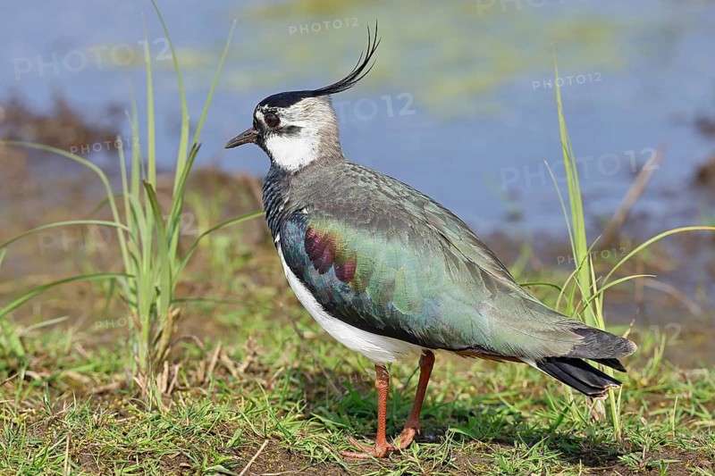 Lapwing (Vanellus vanellus), in splendid plumage, foraging on a moor, wildlife, Lembruch, Ochsen Moor, Dümmer nature park Park, Lower Saxony, Germany