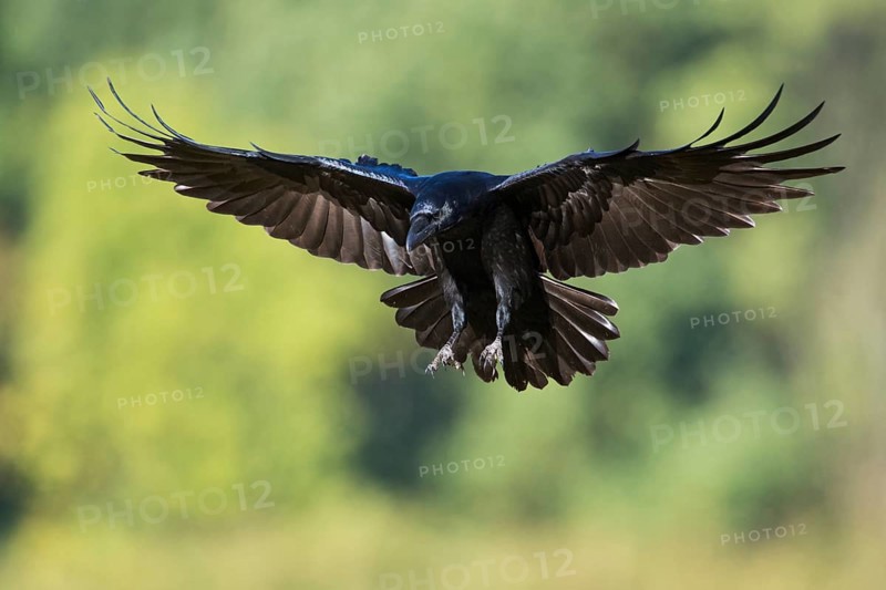 Kurz vor der Landung... Kolkrabe *Corvus corax*