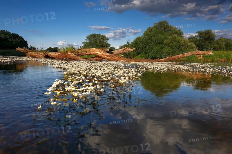 River water crowfoot (Ranunculus fluitans), evidence of nature's power of renewal in a formerly chemically heavily polluted watercourse, Middle Elbe Biosphere Reserve, Saxony-Anhalt, Germany