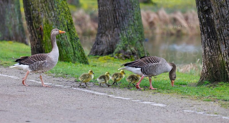 Greylag geese (Anser anser) with chicks, Germany