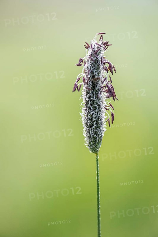 Meadow foxtail (Alopecurus pratensis), flowering, Lower Saxony, Germany