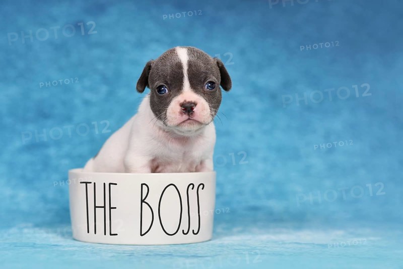 Four weeks young purebred pied French Bulldog puppy in dog bowl with text 'The Boss'