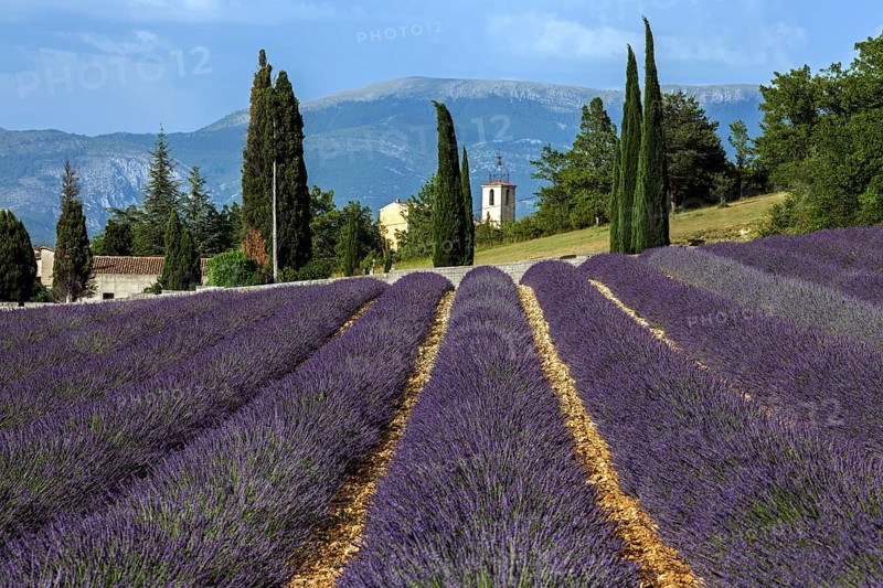 Lavender field, flowering true lavender (Lavandula angustifolia), Roumoules, Plateau de Valensole, Provence, Provence-Alpes-Cote d Azur, South of France, France