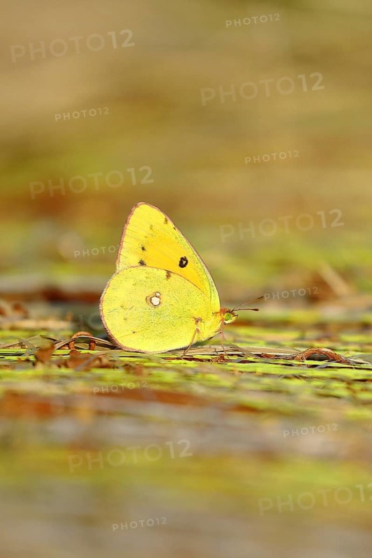 Pale Clouded Yellow, common hay butterfly (Colias hyale), or postilion (Colias croceus), in a meadow, butterfly, family of white butterflies, Wilnsdorf, North Rhine-Westphalia, Germany
