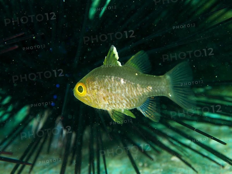 Close-up view of a single fish with bright yellow eyes, flagfin cardinalfish (Ostorhinchus hoevenii), in front of a diademed sea urchin (Diadema setosum), dive site Secret Bay, Gilimanuk, Bali, Indonesia