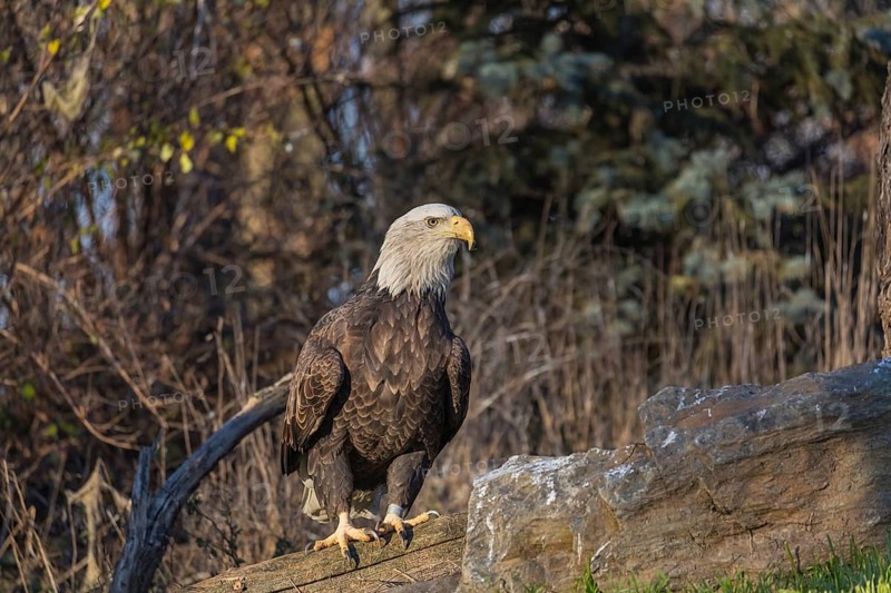 One Bald Eagle, Haliaeetus leucocephalus, standing on a log. A forest in the background