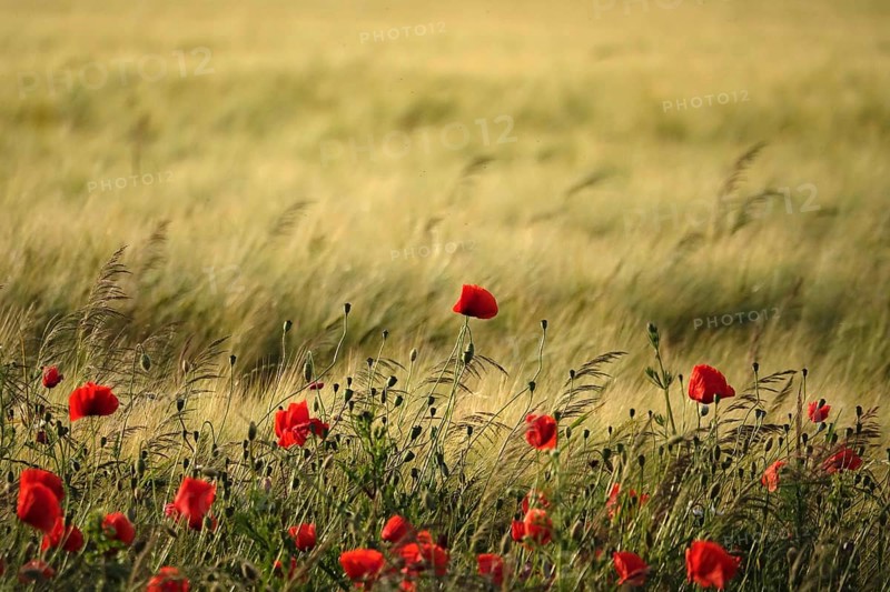 Beautiful picturesque poppy field, June, Germany