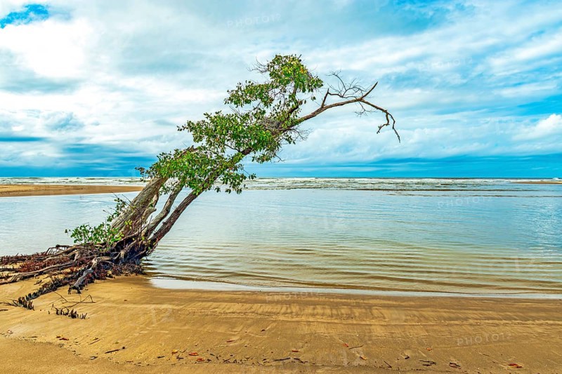 Dry and twisted tree on the beachfront in Serra Grande on the southern coast of the state of Bahia, Serra Grande, Bahia, Brazil